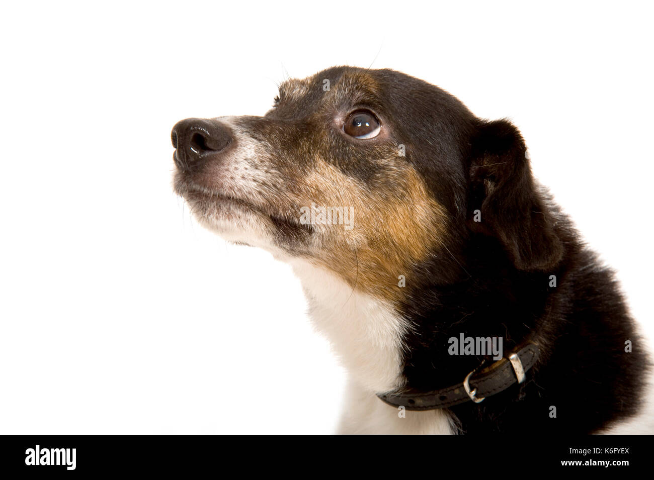 Jack Russell Dog, in studio, UK, Terrier, portrait, face, looking, ears down, shy, Stock Photo