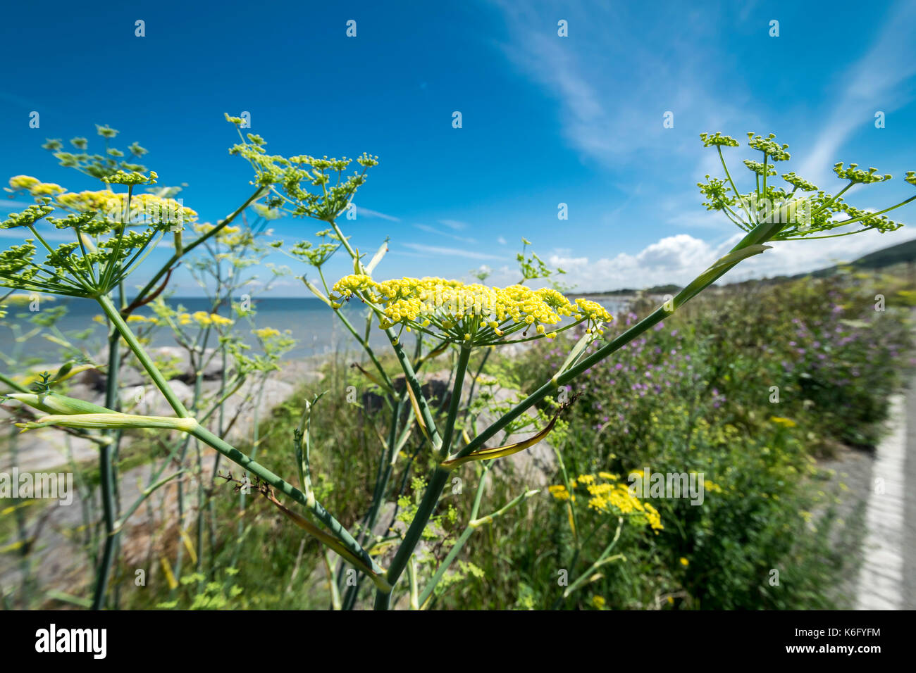 Wild green Fennel growing on the North Wales coast Stock Photo