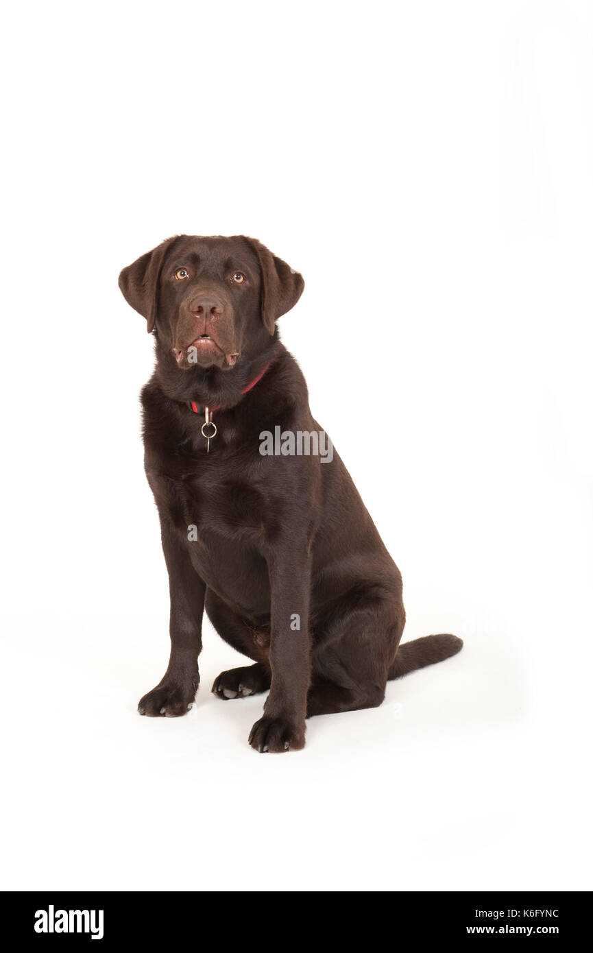 6 month old Labrador Dog, in studio, UK, Chocolate brown colour ...
