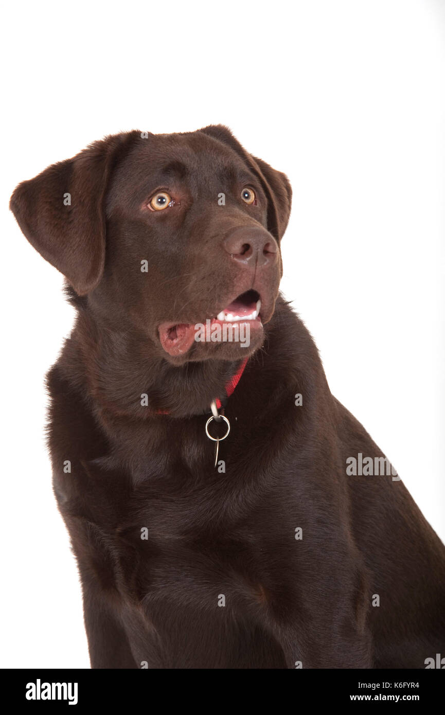 6 month old Labrador Dog, in studio, UK, Chocolate brown colour ...