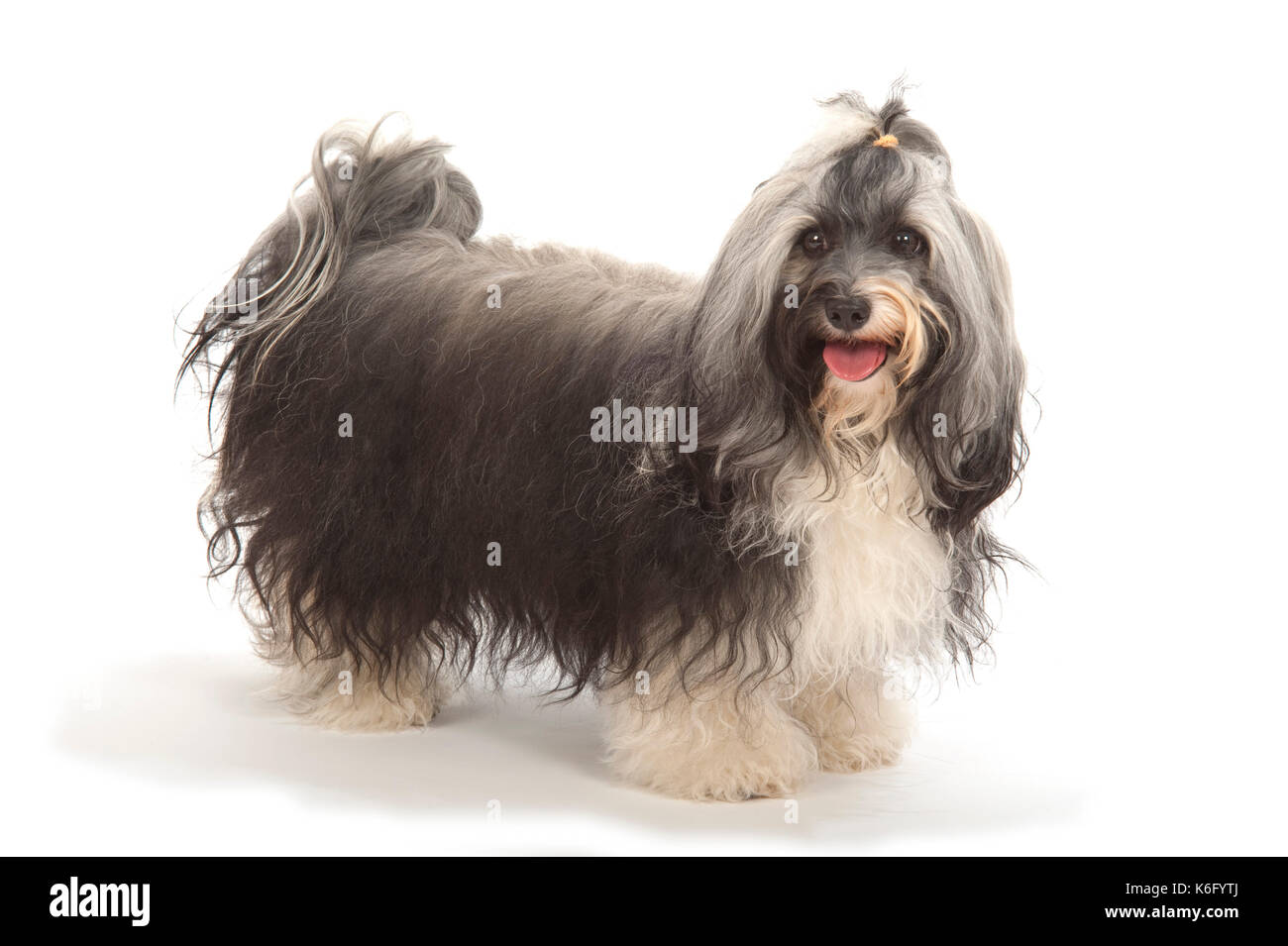 Havanese Dog Show Pose, standing, Studio, White Background Stock