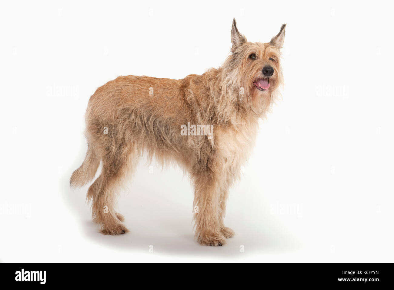 Berger Picard Dog, Standing, Studio, White Background Stock Photo