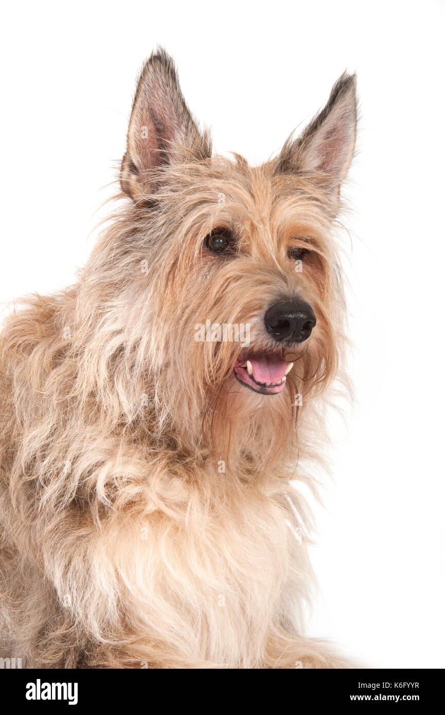 Berger Picard Dog, Head Study, Studio, White Background Stock Photo