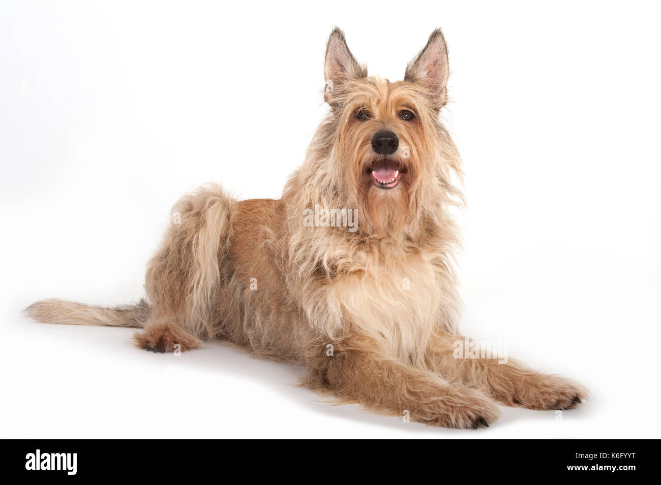 Berger Picard Dog, Laying Down, Studio, White Background Stock Photo