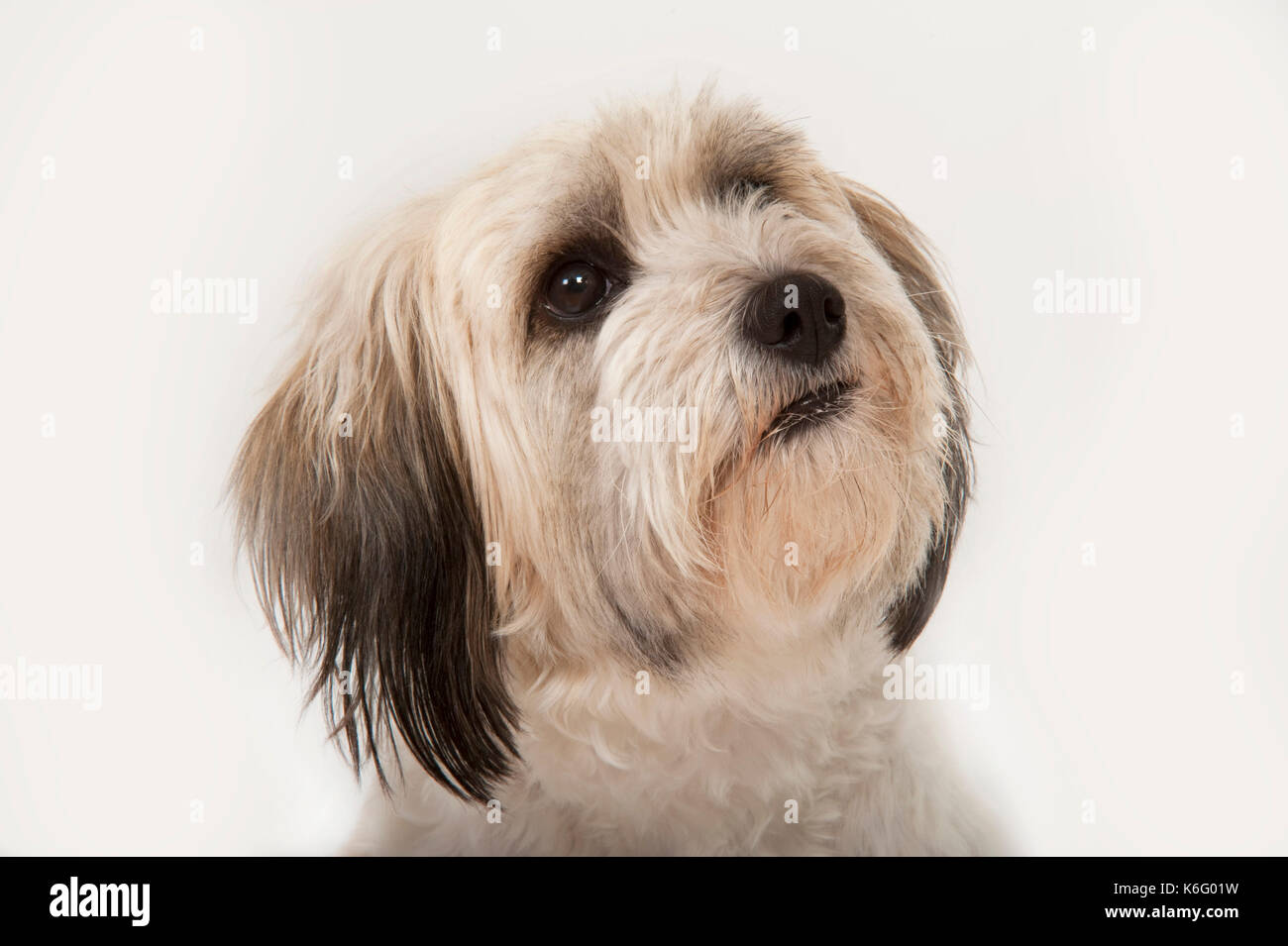Cavachon Dog, Head Study, Studio, White Background Stock Photo