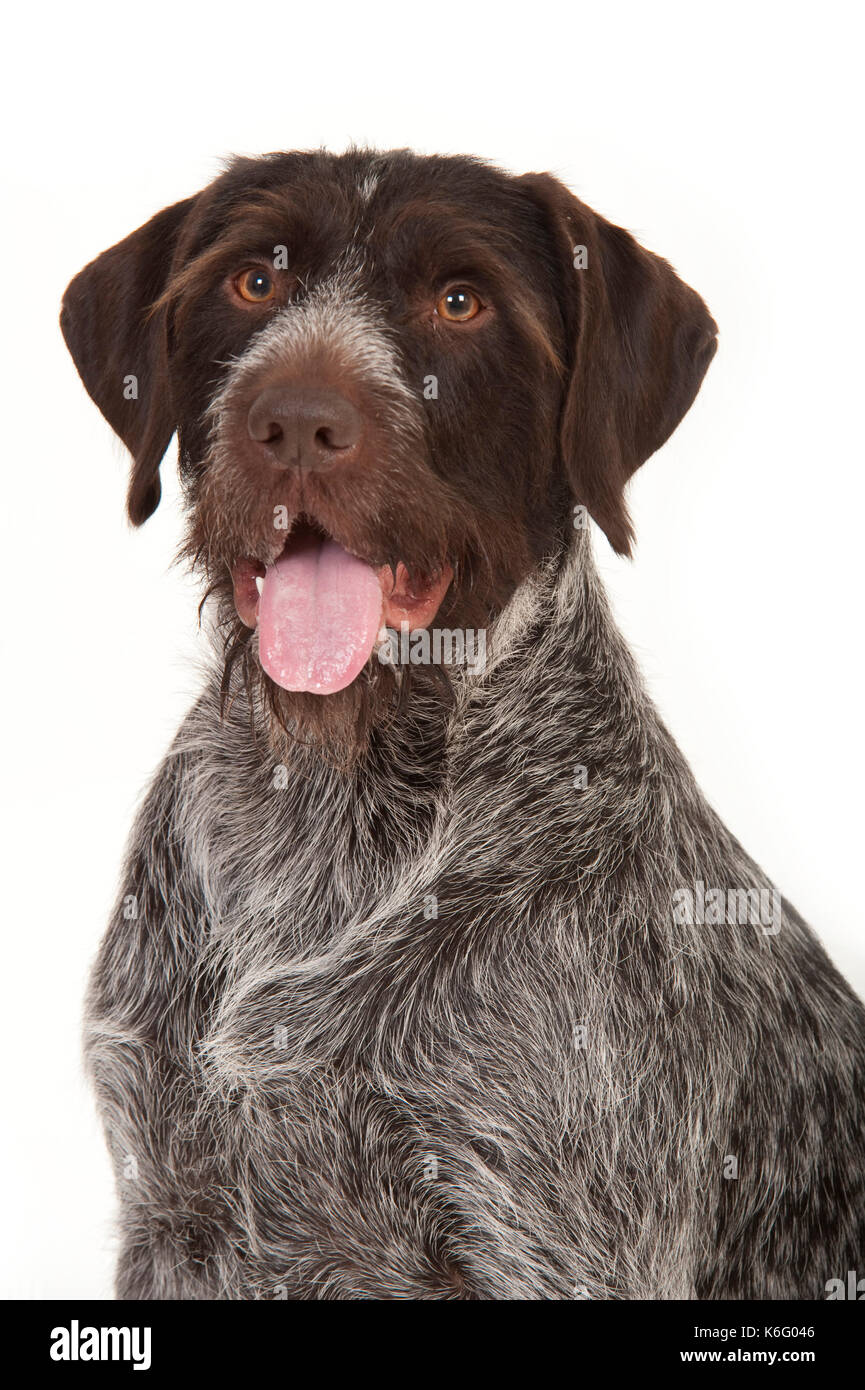 German Long Haired Pointer Dog, Head Study, Studio, White Background Stock Photo