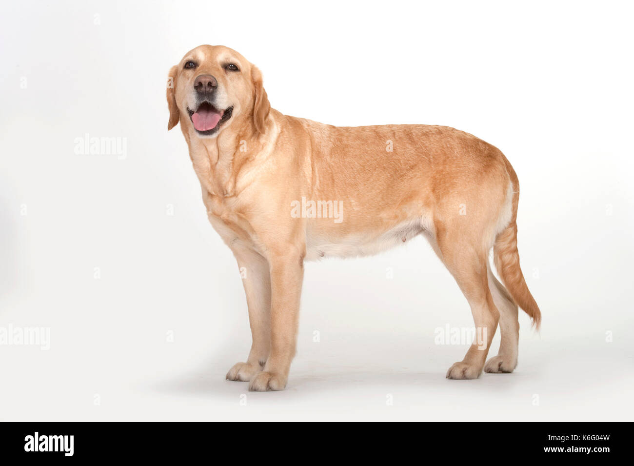 Golden Labrador Dog, Standing, Studio, White Background Stock Photo Alamy