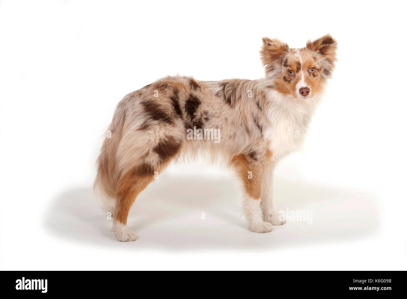 Miniature American Shepherd Dog, Standing, Studio, White Background Stock Photo