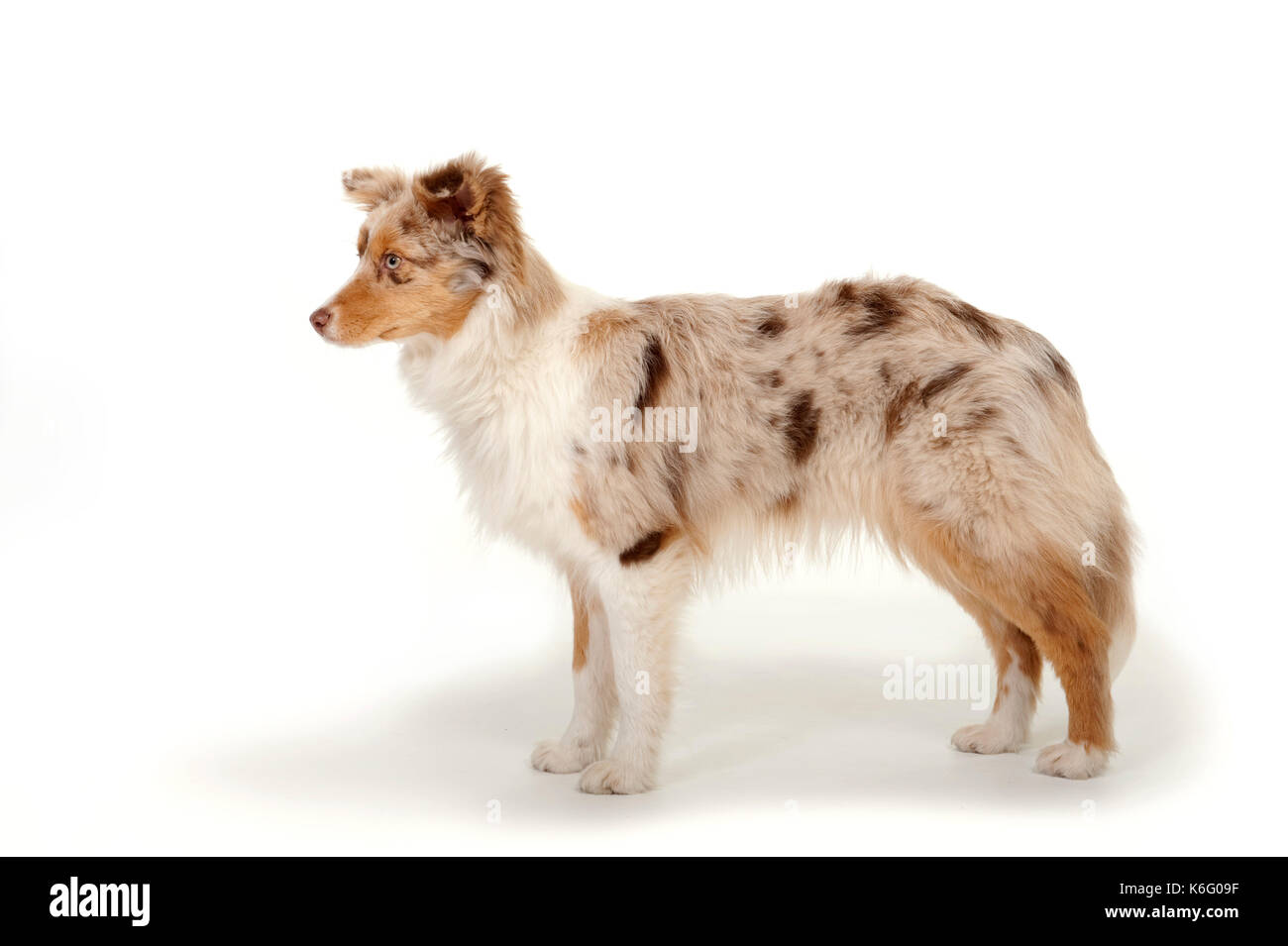 Miniature American Shepherd Dog, Standing, Studio, White Background Stock Photo