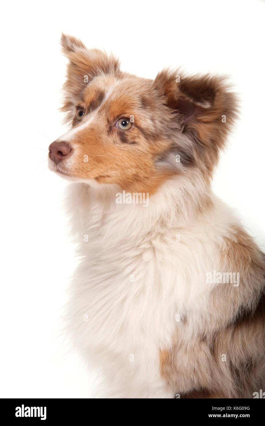 Miniature American Shepherd Dog, Head Study, Studio, White Background Stock Photo