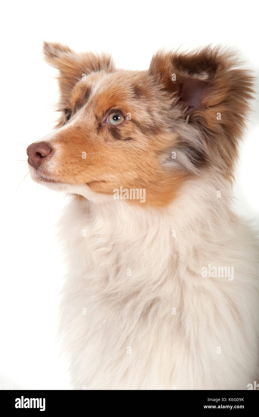 Miniature American Shepherd Dog, Head Study, Studio, White Background Stock Photo
