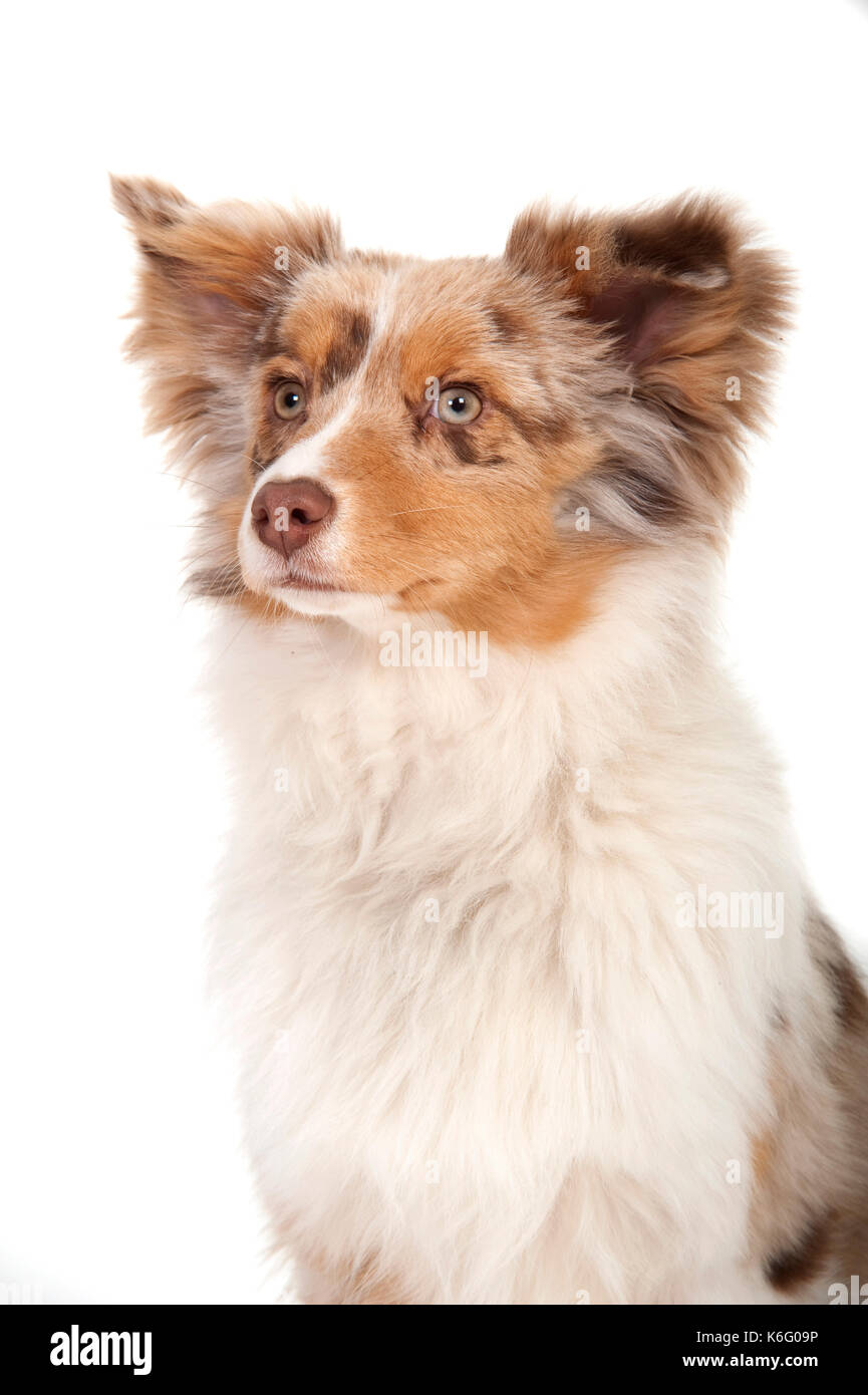 Miniature American Shepherd Dog, Head Study, Studio, White Background Stock Photo
