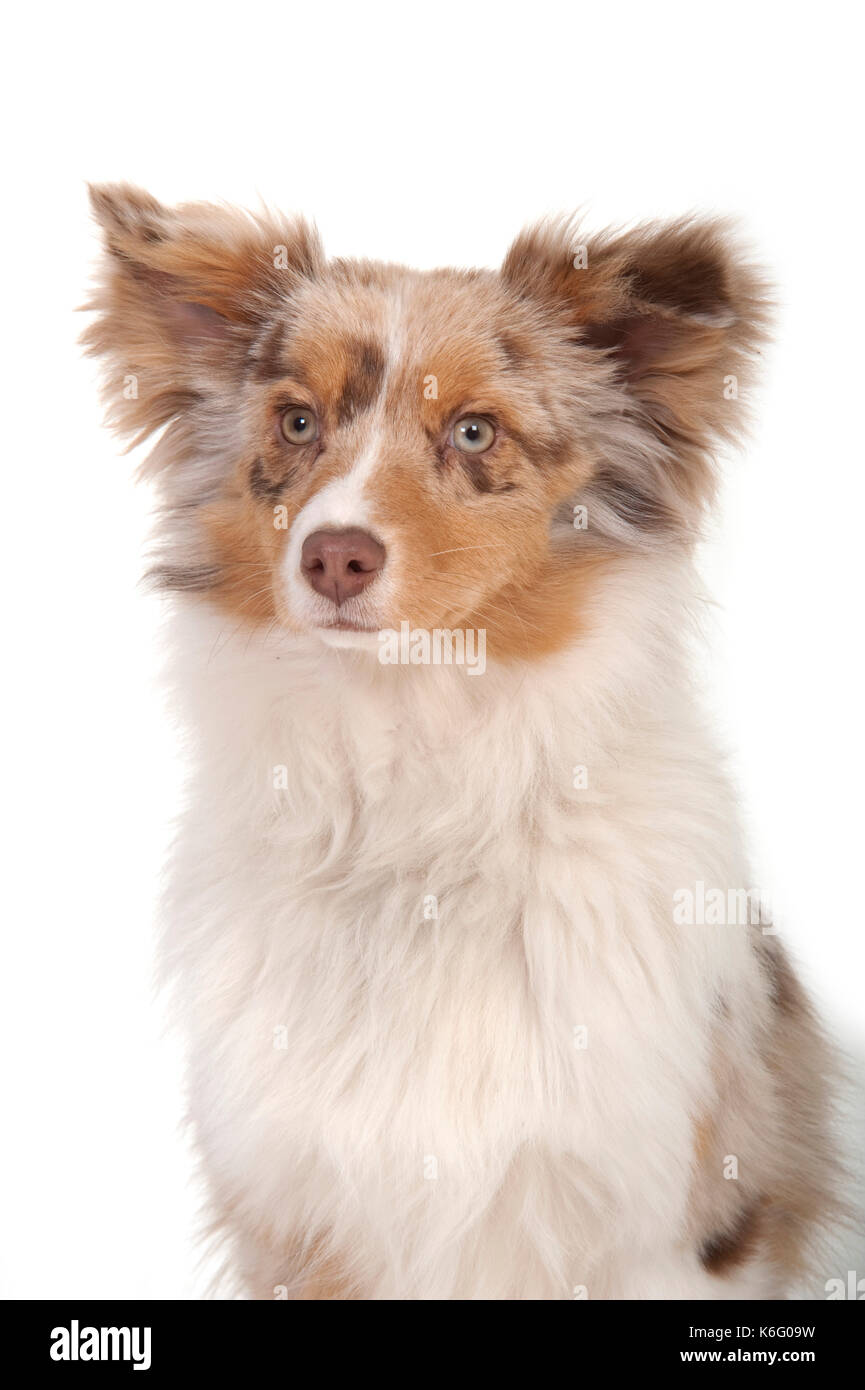 Miniature American Shepherd Dog, Head Study, Studio, White Background Stock Photo