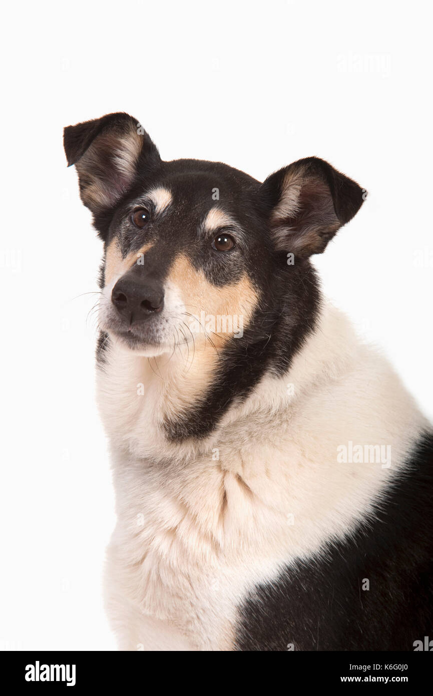 Smooth Collie Dog, Head shot, Studio, White Background, Stock Photo