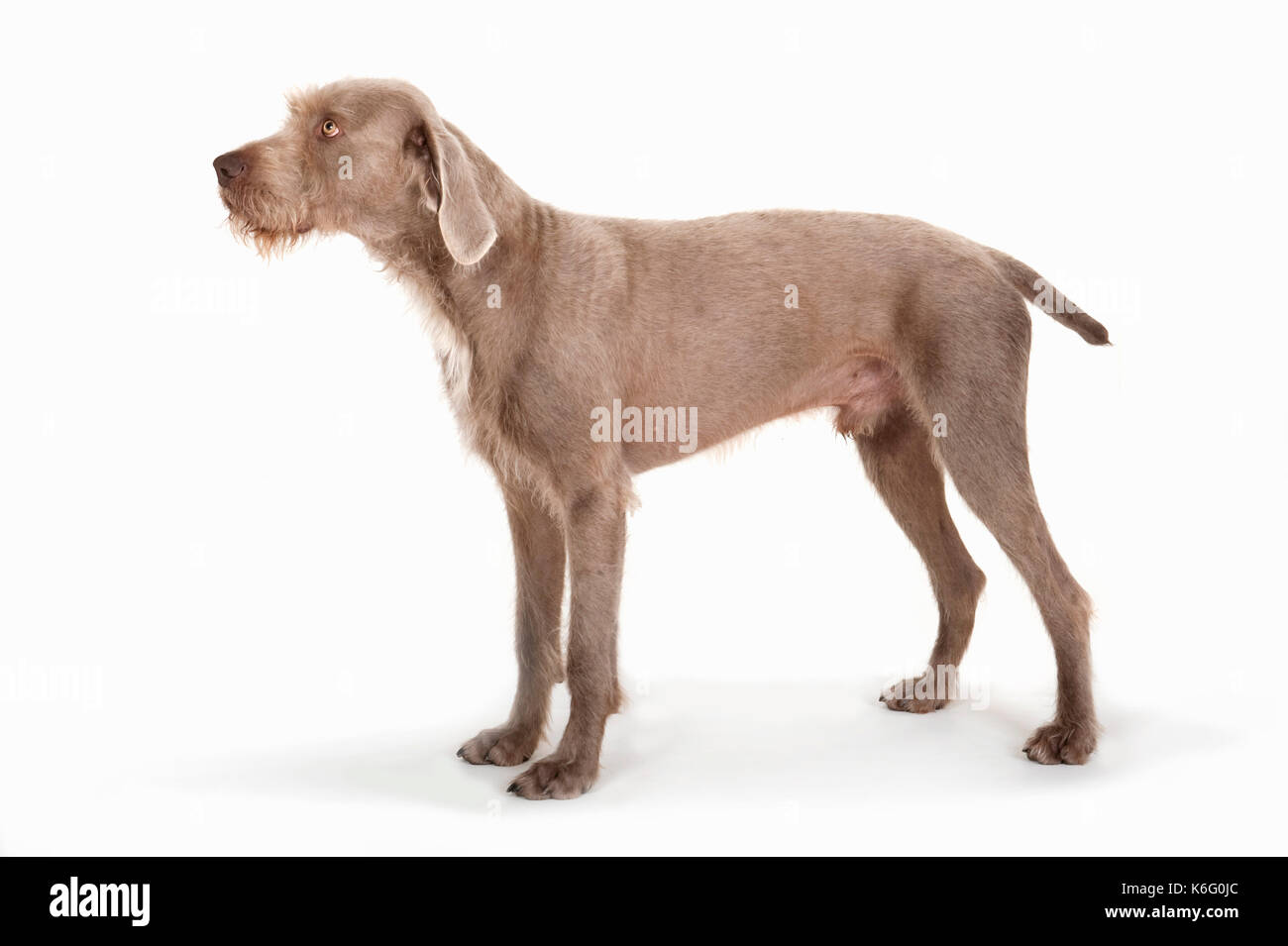 Slovak Rough Haired Pointer Dog, Standing, Studio, White Background, docked tail, Stock Photo