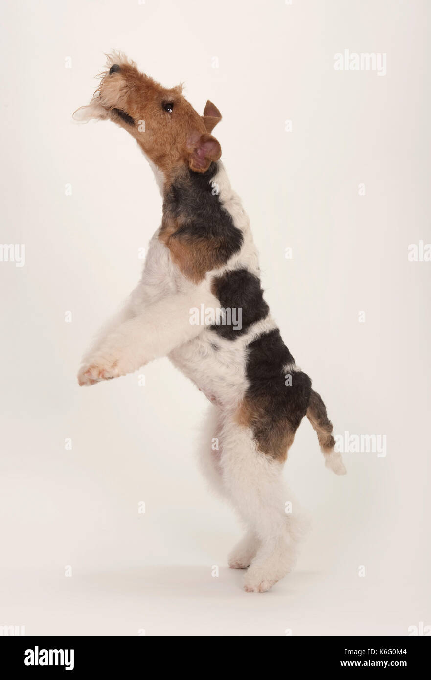 Why Is My Dog Back Leg Hopping