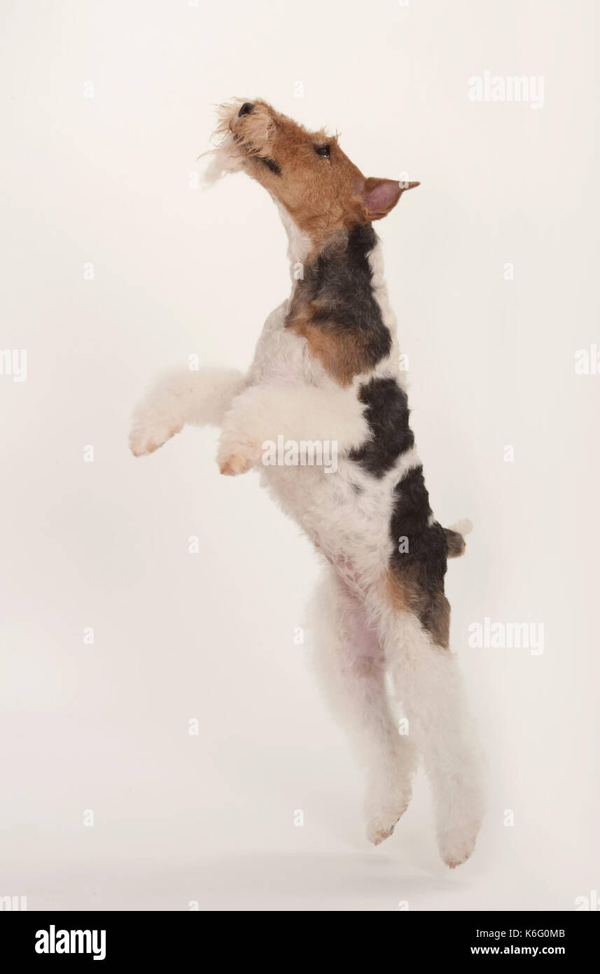 Can Dogs Jump Backwards