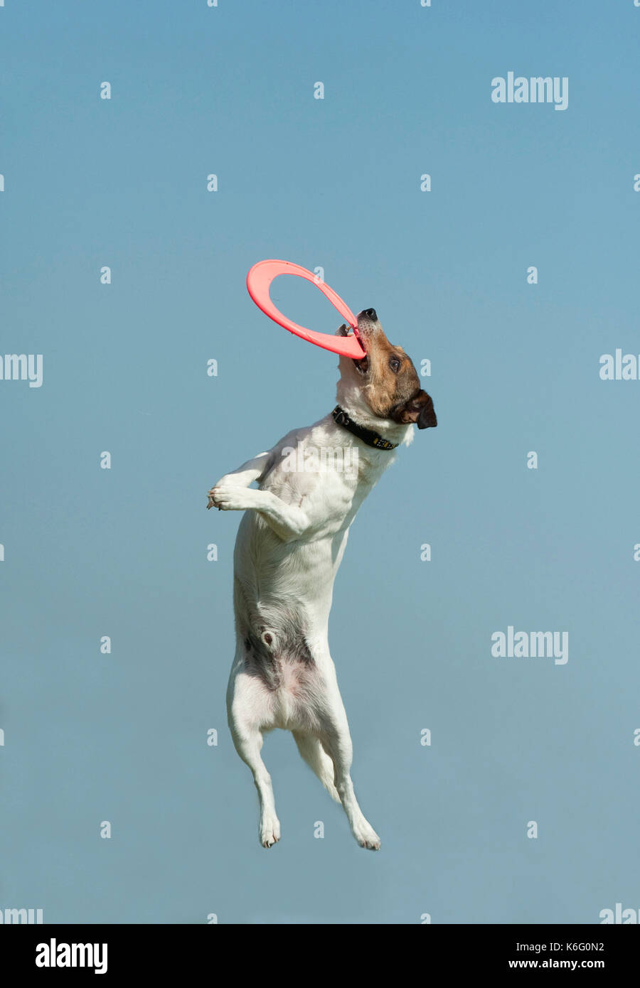 Jack Russell dog jumping to catch frisbee Stock Photo Alamy