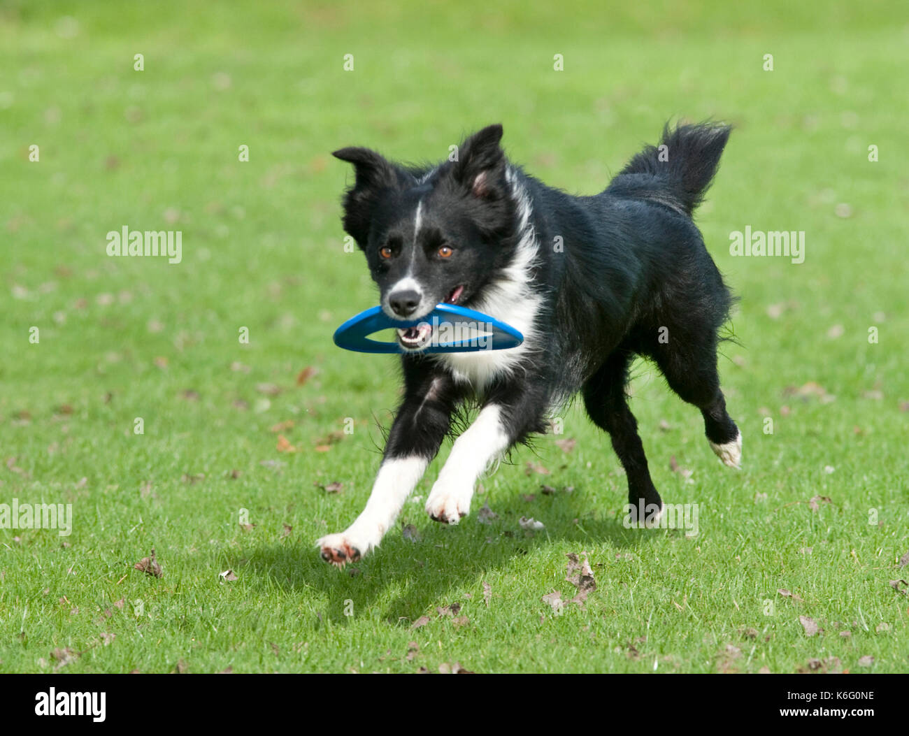 Border Collie Dog, playing with frisbee hoop, park, UK, running Stock Photo  - Alamy