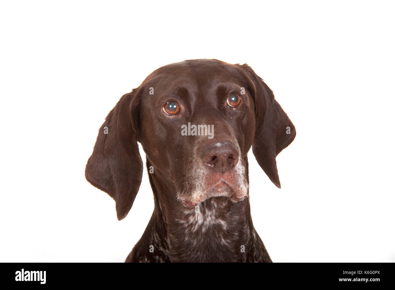 German Short Haired Pointer Dog, Head shot, studio, white background Stock Photo