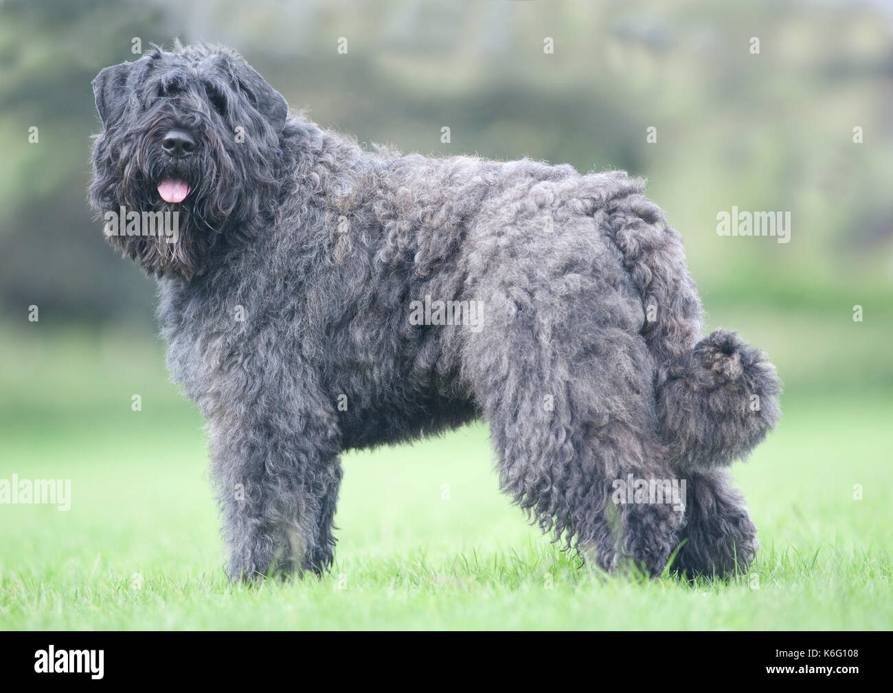 Bouvier des Flandres Dog, Standing, outside in park, UK Stock Photo
