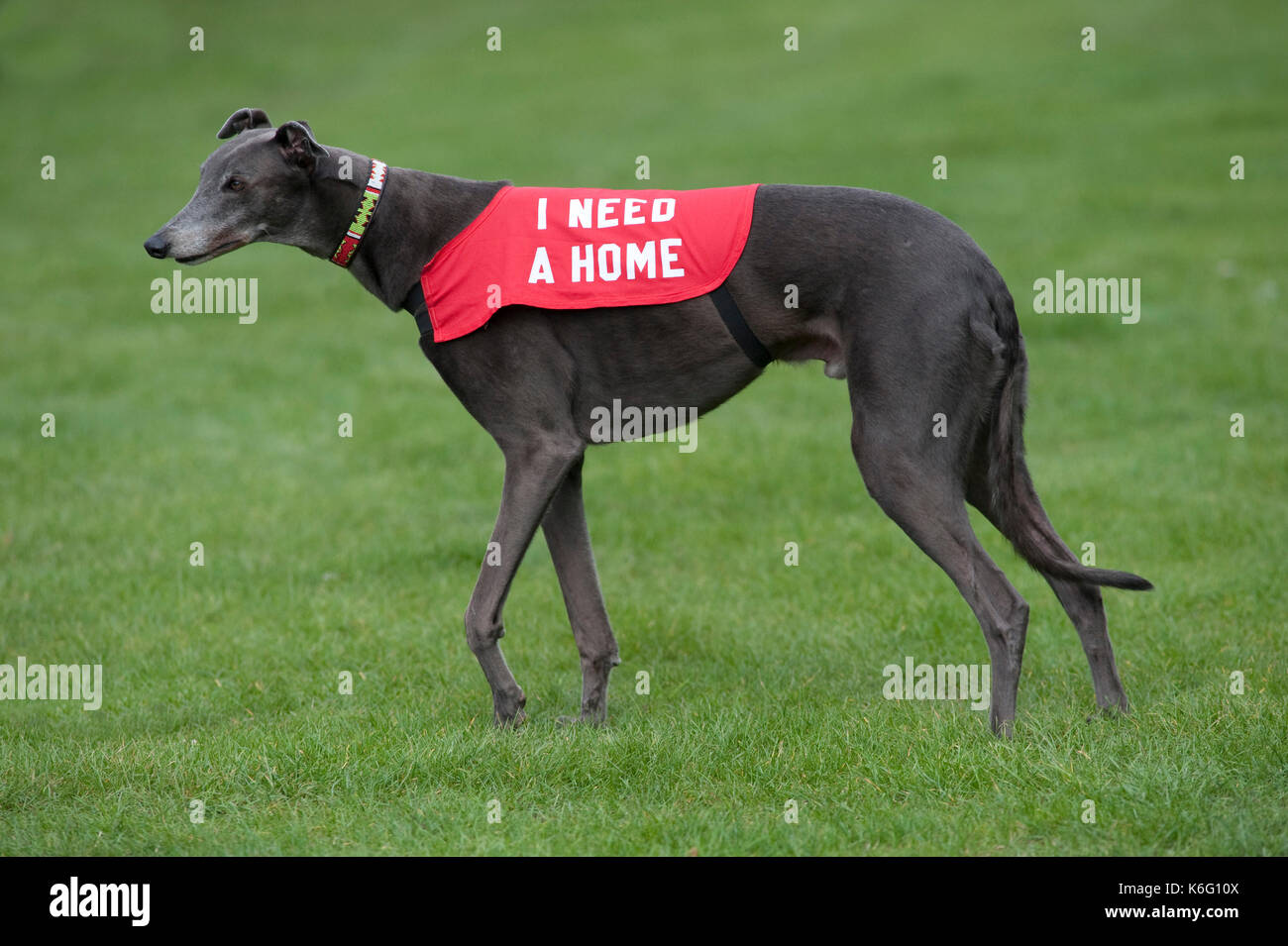Greyhound Dog, standing with lead and coat, rehoming advert for dog