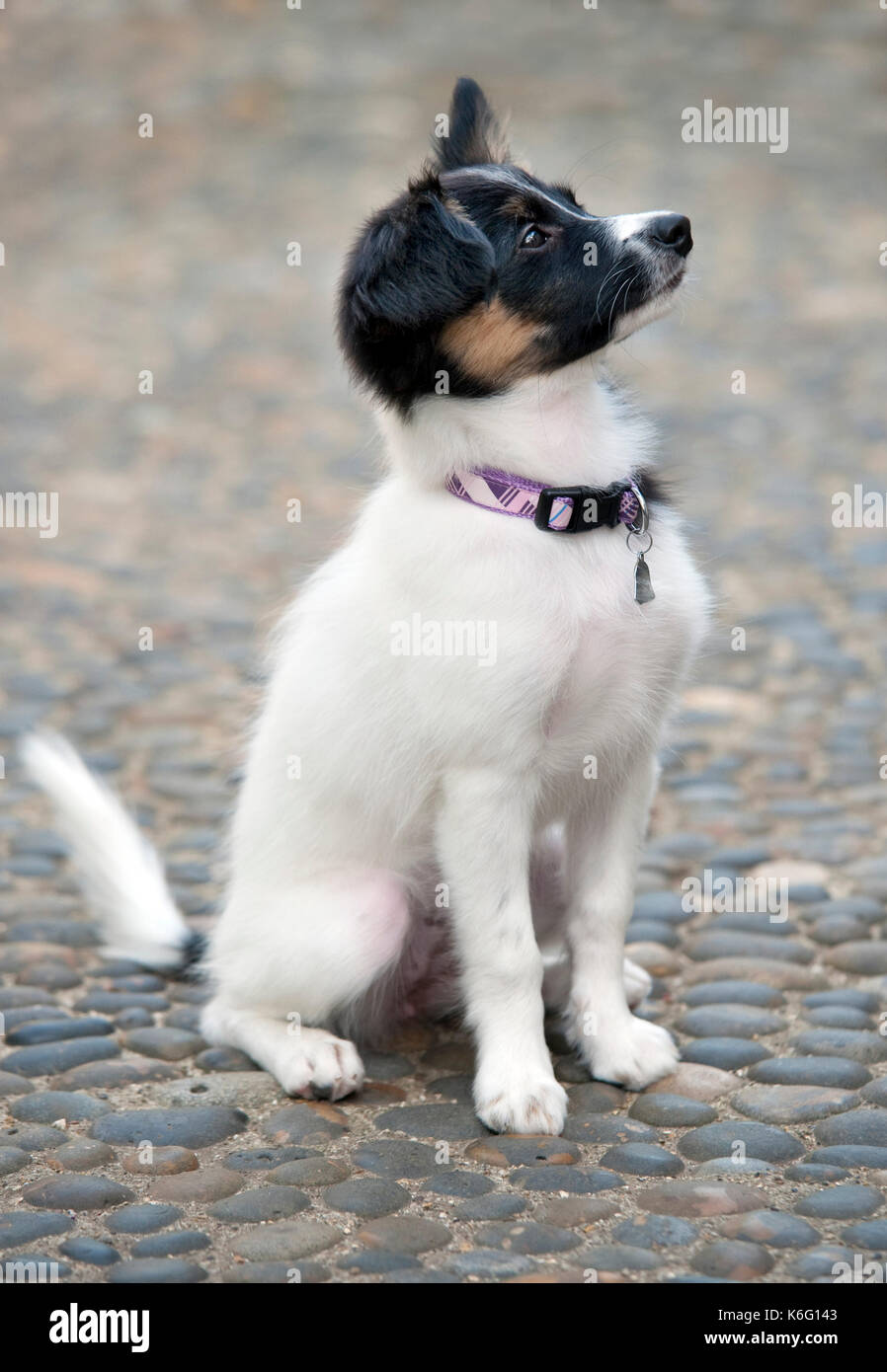 Young Puppy Dog sitting, cross Papillion dog Stock Photo