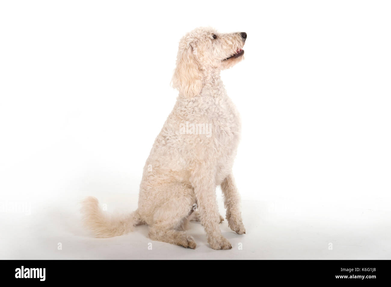 Labradoodle Dog, Sitting, Studio, White Background Stock Photo - Alamy
