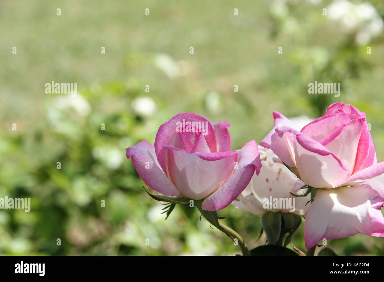 Pink rose buds on green background, Warwick, Queensland, Australia Stock Photo