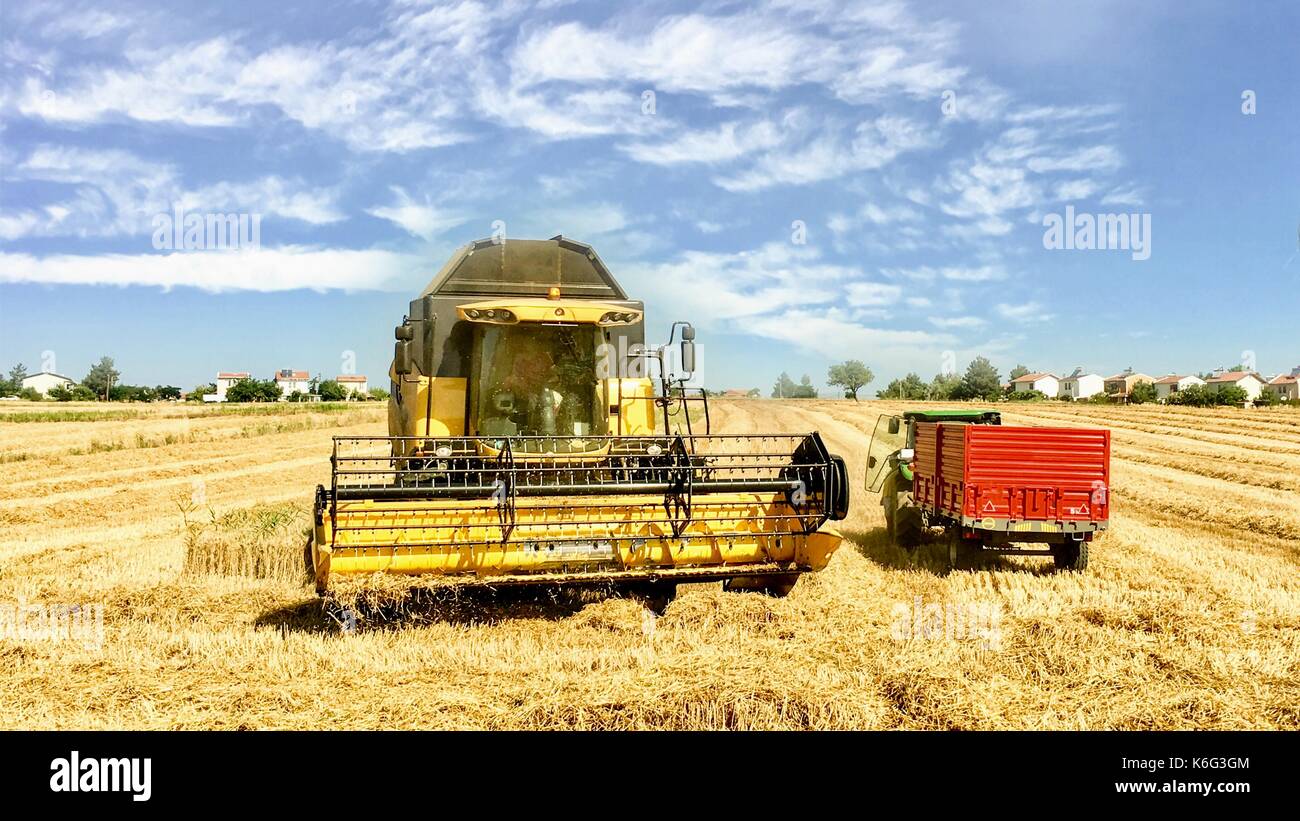 Combine harvester machine harvesting in the field Stock Photo - Alamy