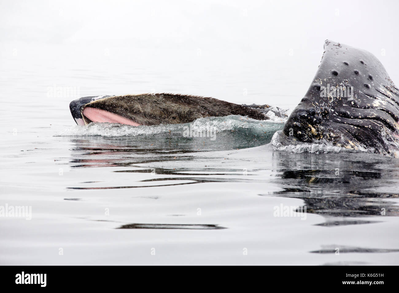 Humpback whale (Megaptera novaeangliae) swimming in Wilhelmina Bay, Antarctica Stock Photo