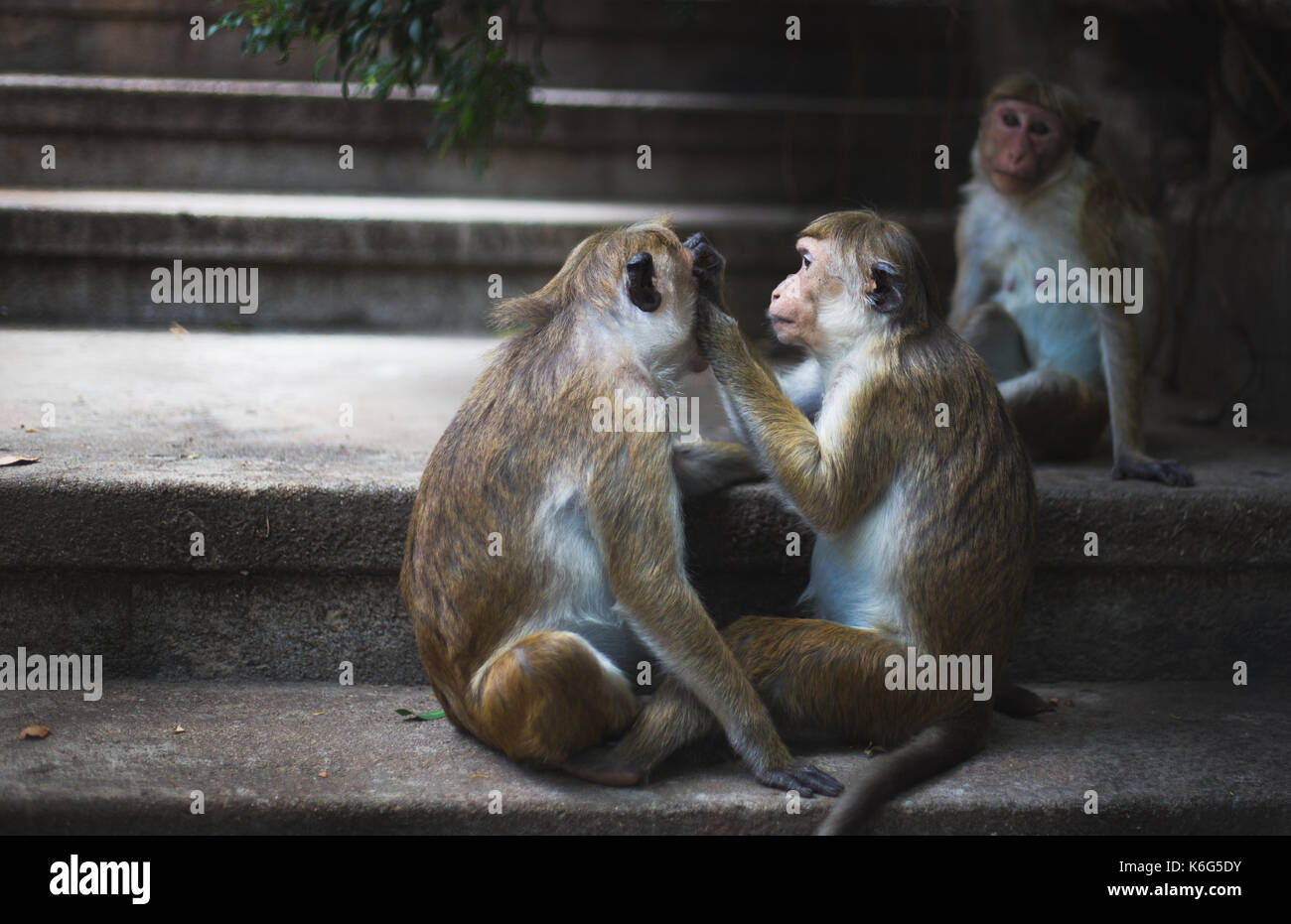 two monkeys one caring other monkey Stock Photo