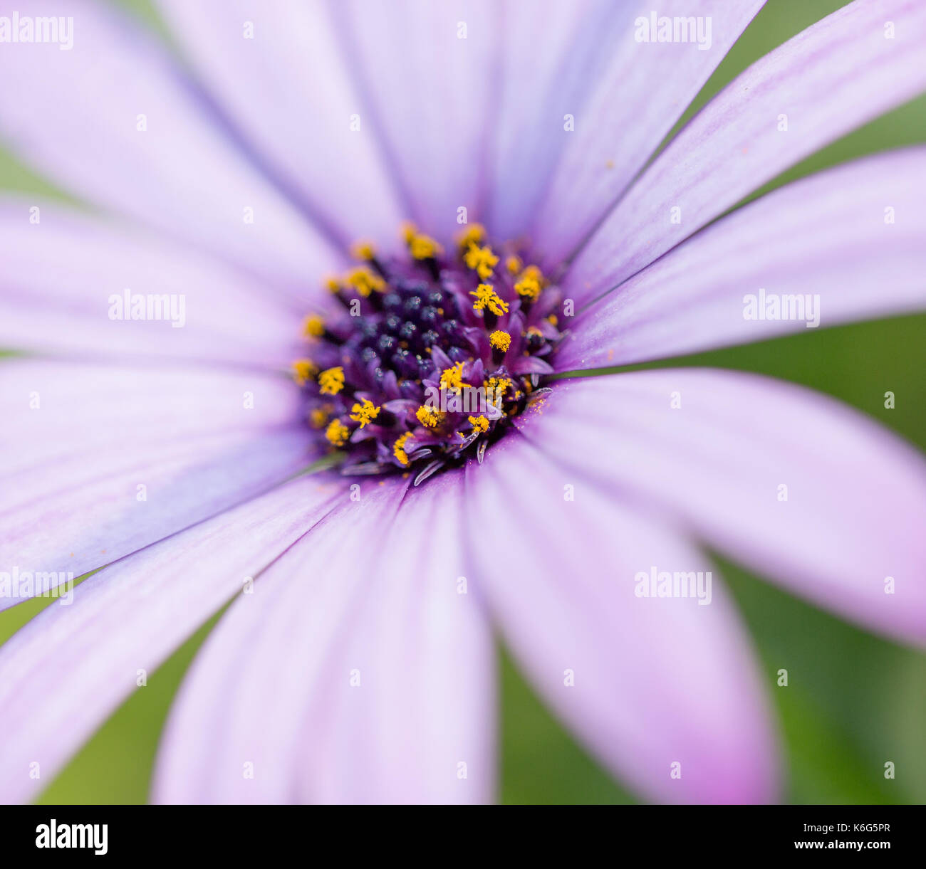 Osteospermum - African Daisy Flower Stock Photo - Alamy