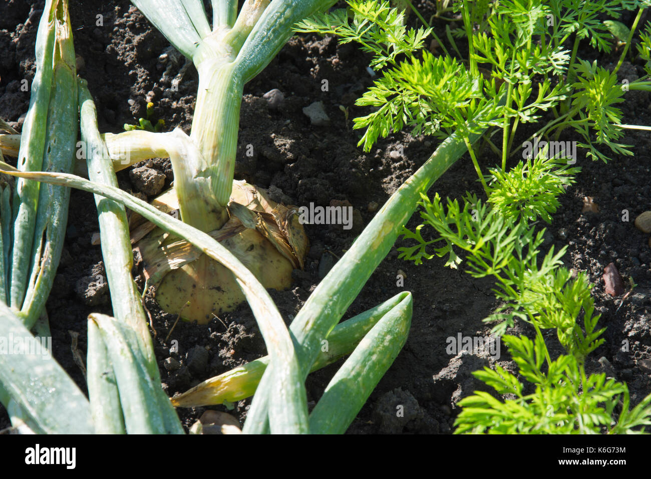 Onions and carrots, companion planting Stock Photo Alamy