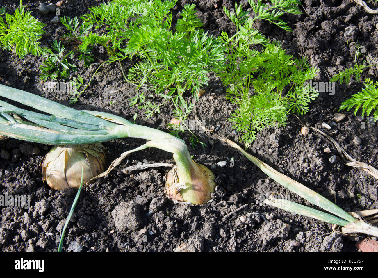 Onions and carrots, companion planting Stock Photo Alamy