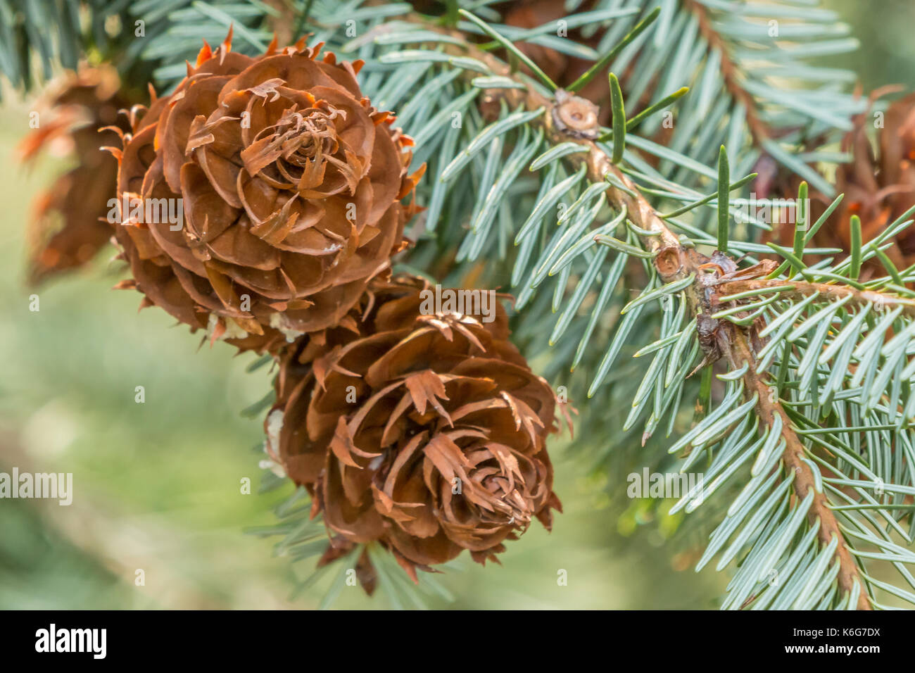 closeup of two coulter pines on a branch Stock Photo