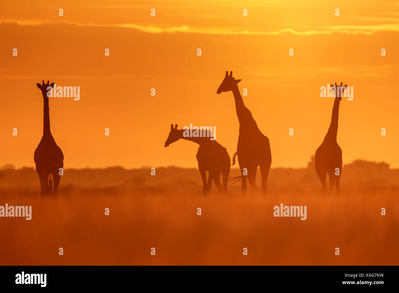 Herd of giraffes at sunrise, in Central Kalahari National Park, Botswana, golden light in long grass. Stock Photo