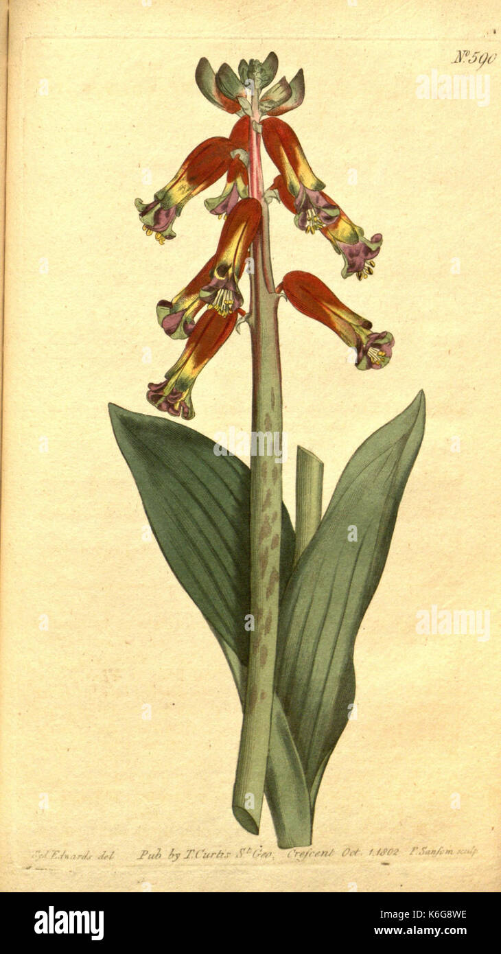 Hand colored botanical drawings hi-res stock photography and images - Alamy
