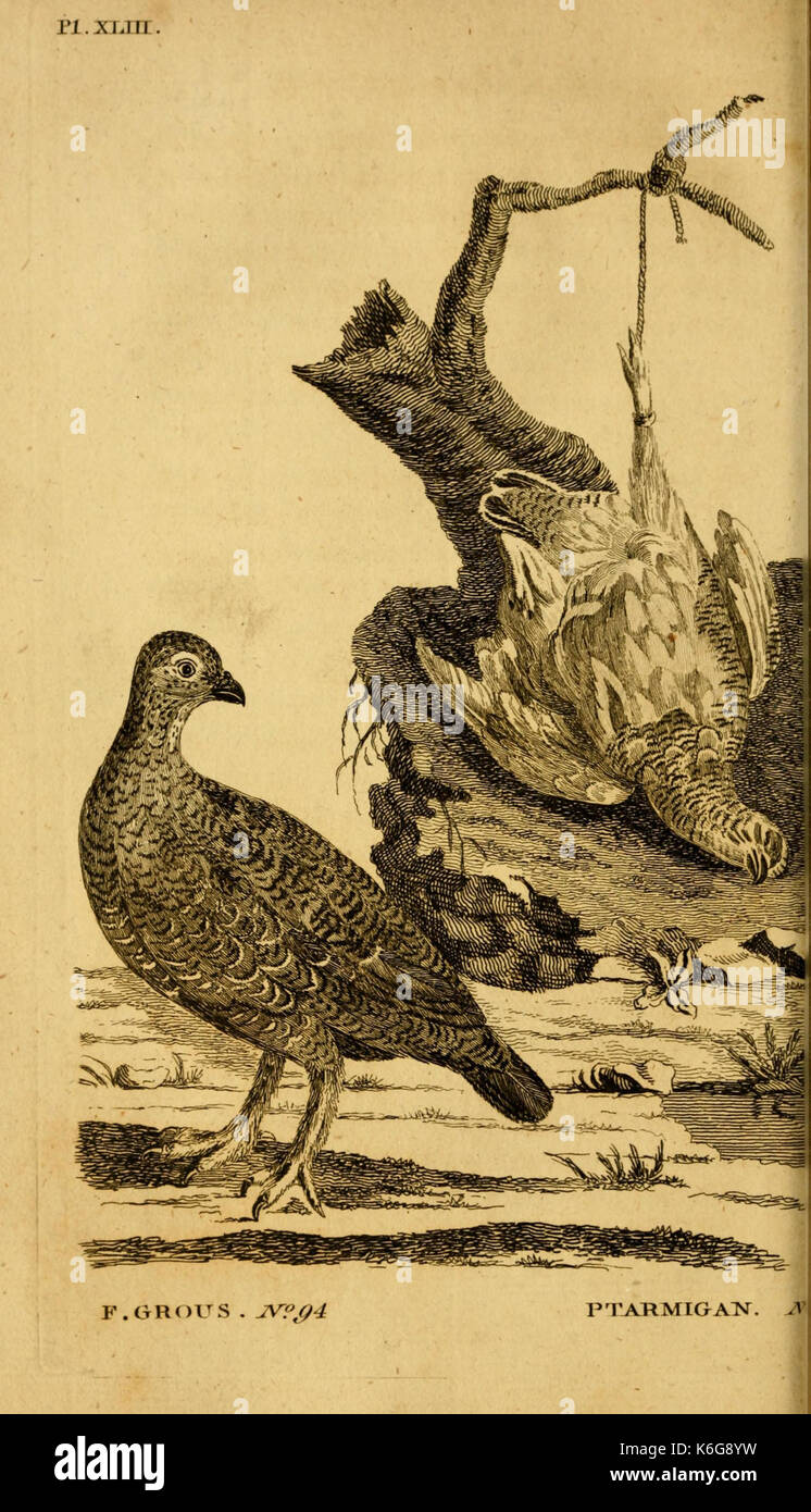 British zoology (Pl. XLIII) (7651236232) Stock Photo