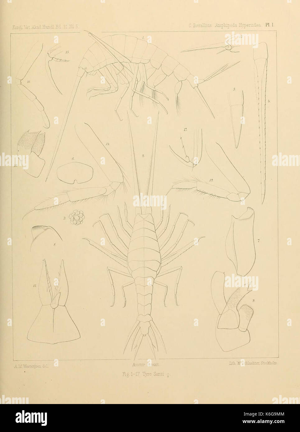 Contributions to a monograph of the Amphipoda Hyperiidea (Plate I ...