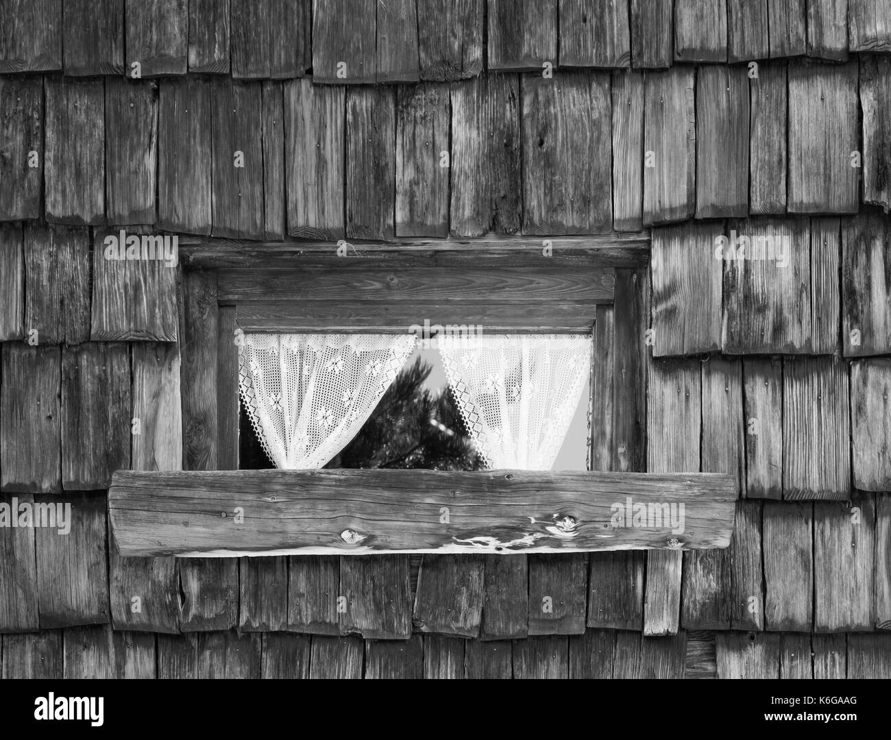 Old wooden window with lace curtains. Windows an wall texture background. Image in black and white Stock Photo