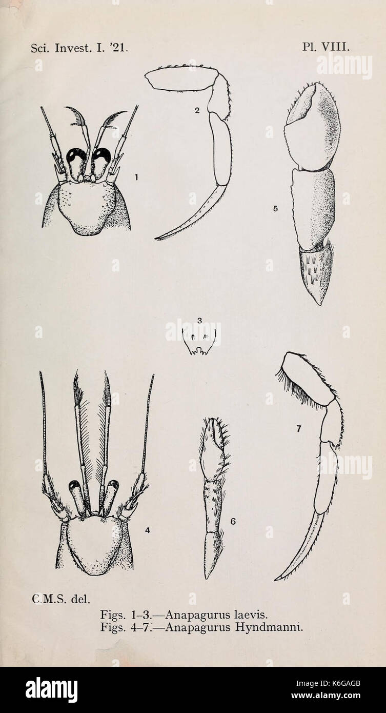 Decapoda reptantia of the coasts of Ireland (Pl. VIII) (7158422366) Stock Photo