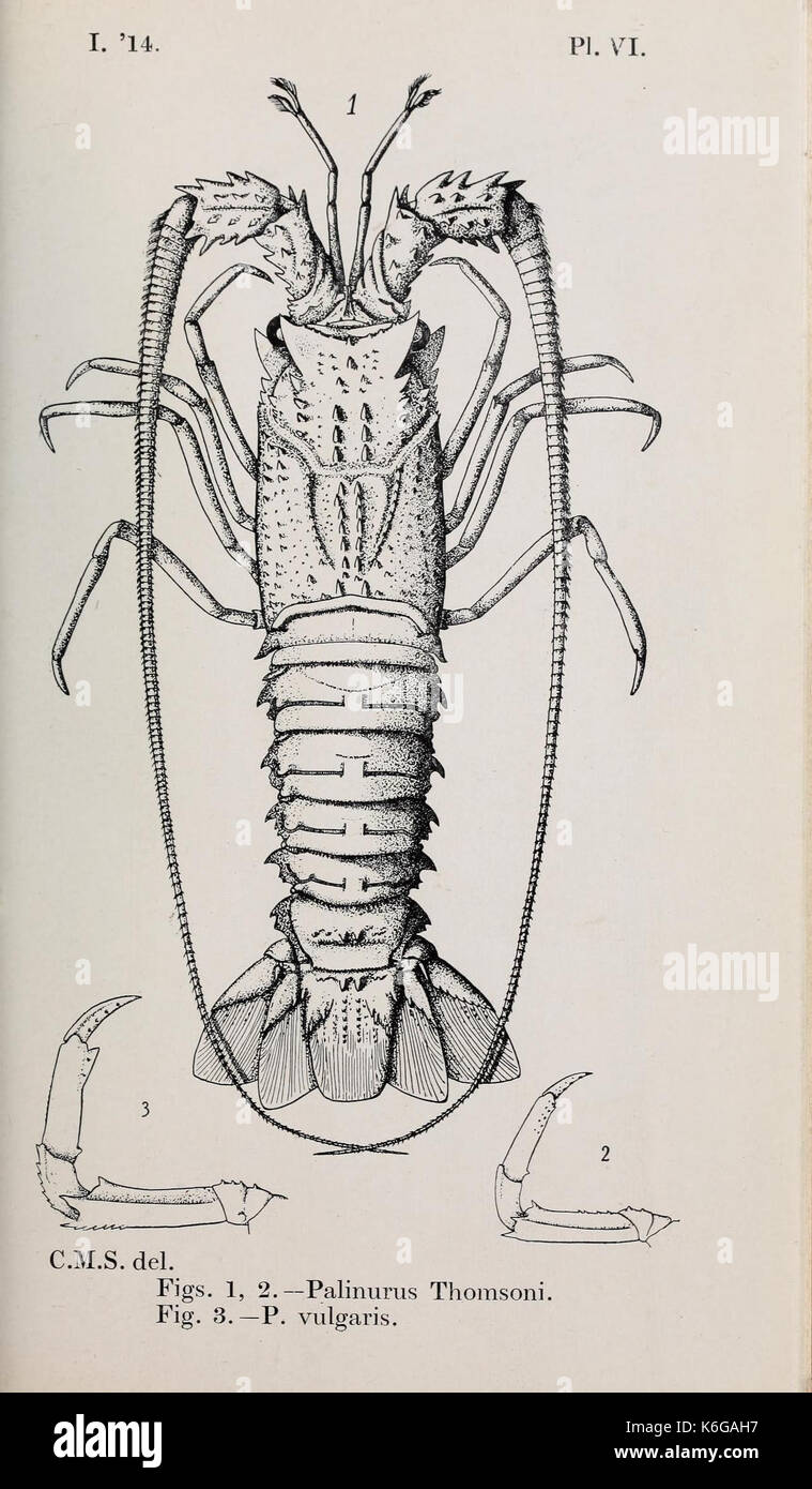 Decapoda reptantia of the coasts of Ireland (Pl. VI) (7158401280) Stock Photo