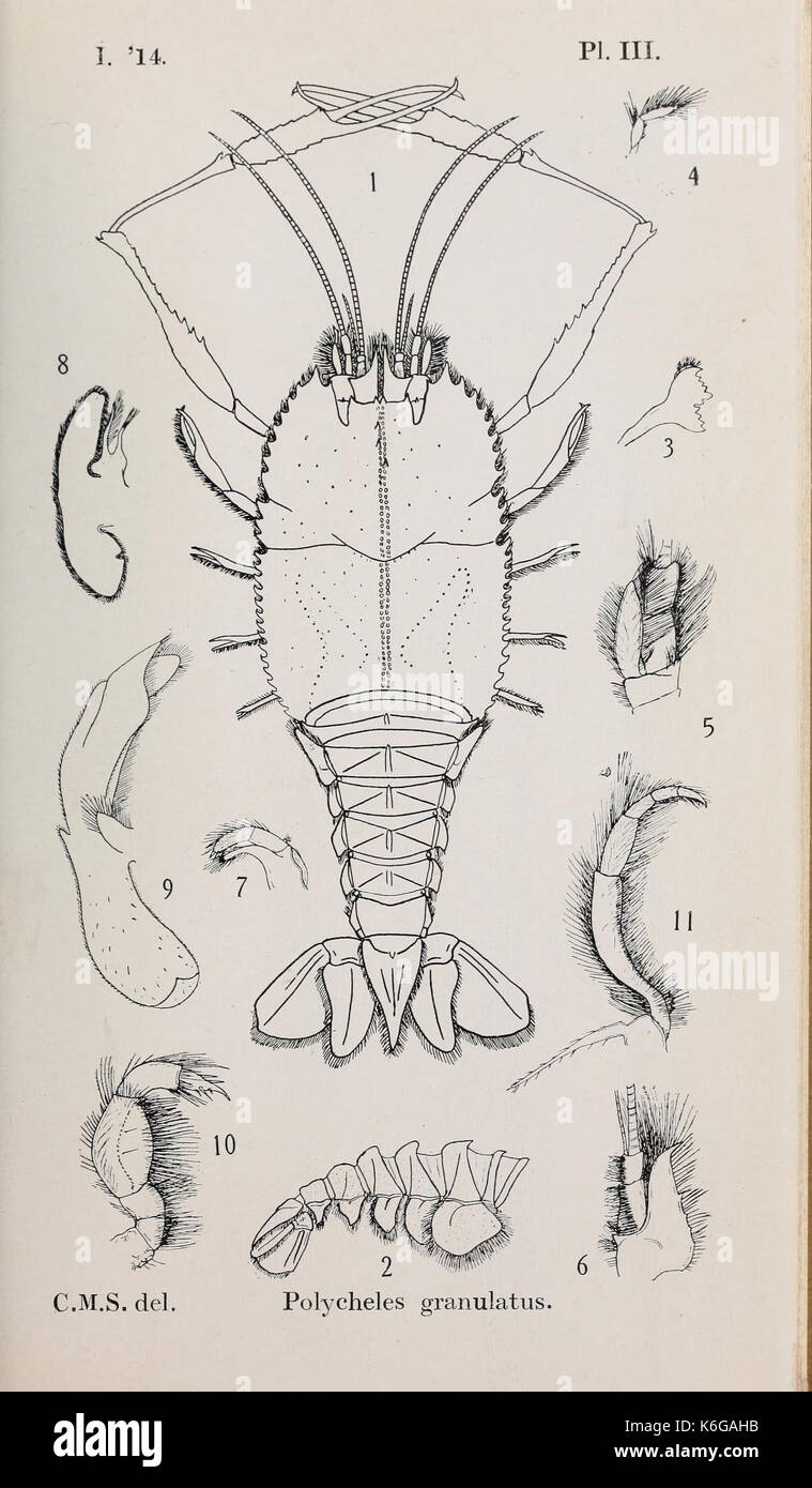 Decapoda reptantia of the coasts of Ireland (Pl. III) (7158394992) Stock Photo