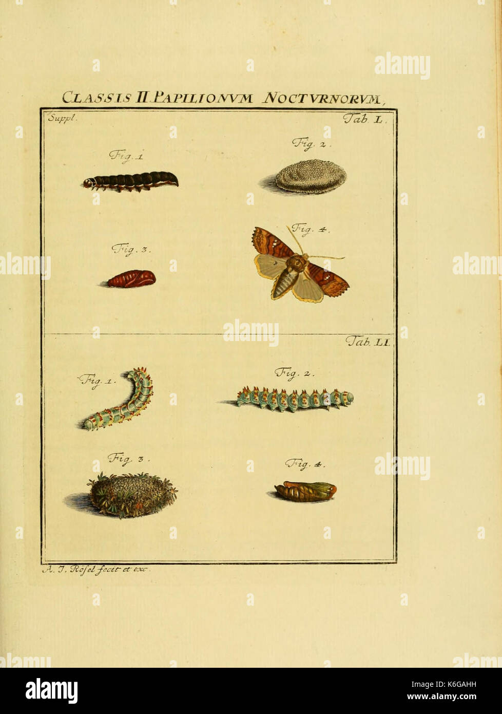 De natuurlyke historie der insecten (Tab. L LI) (7158205566) Stock Photo