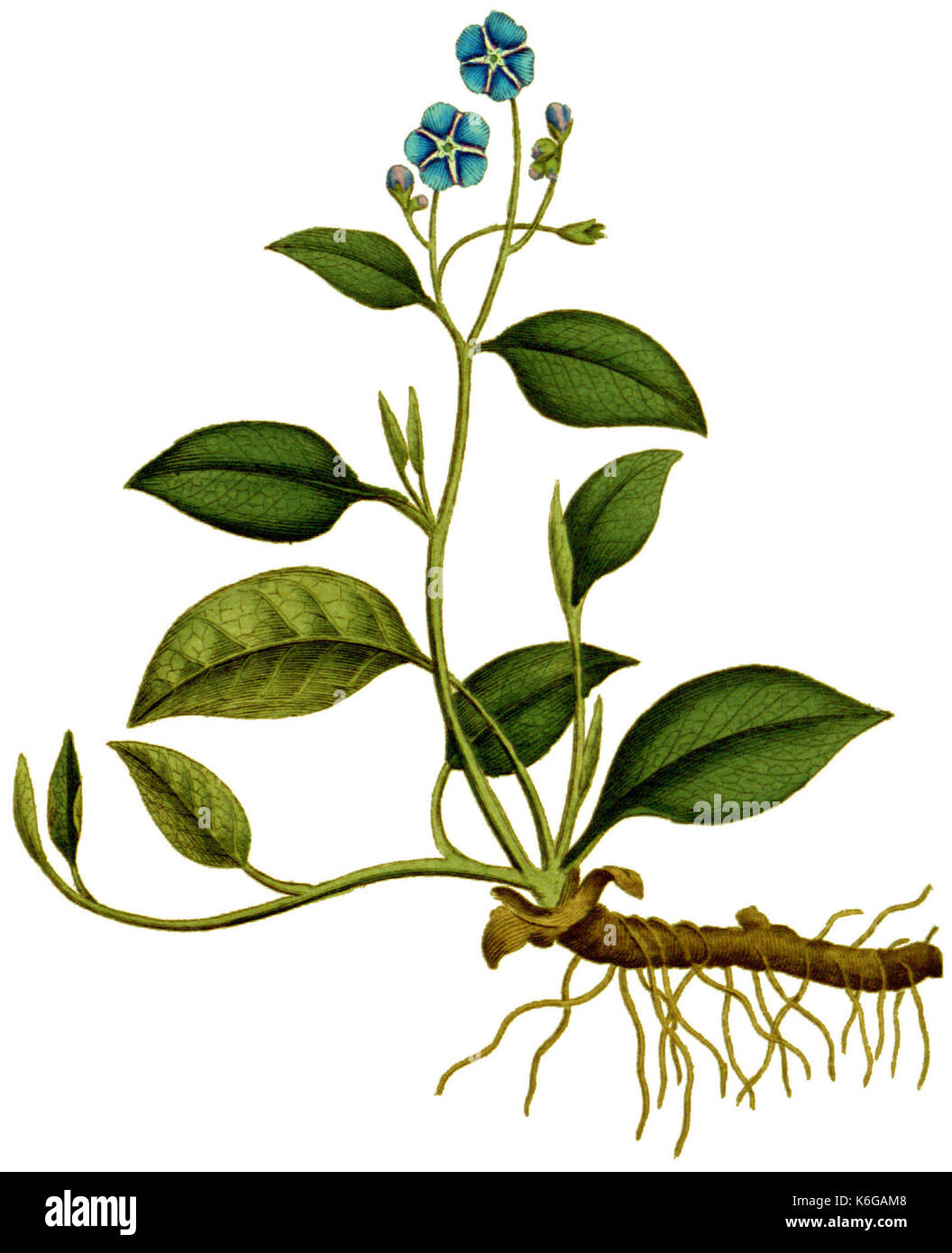 Cynoglossum omphalodes 1797 Stock Photo