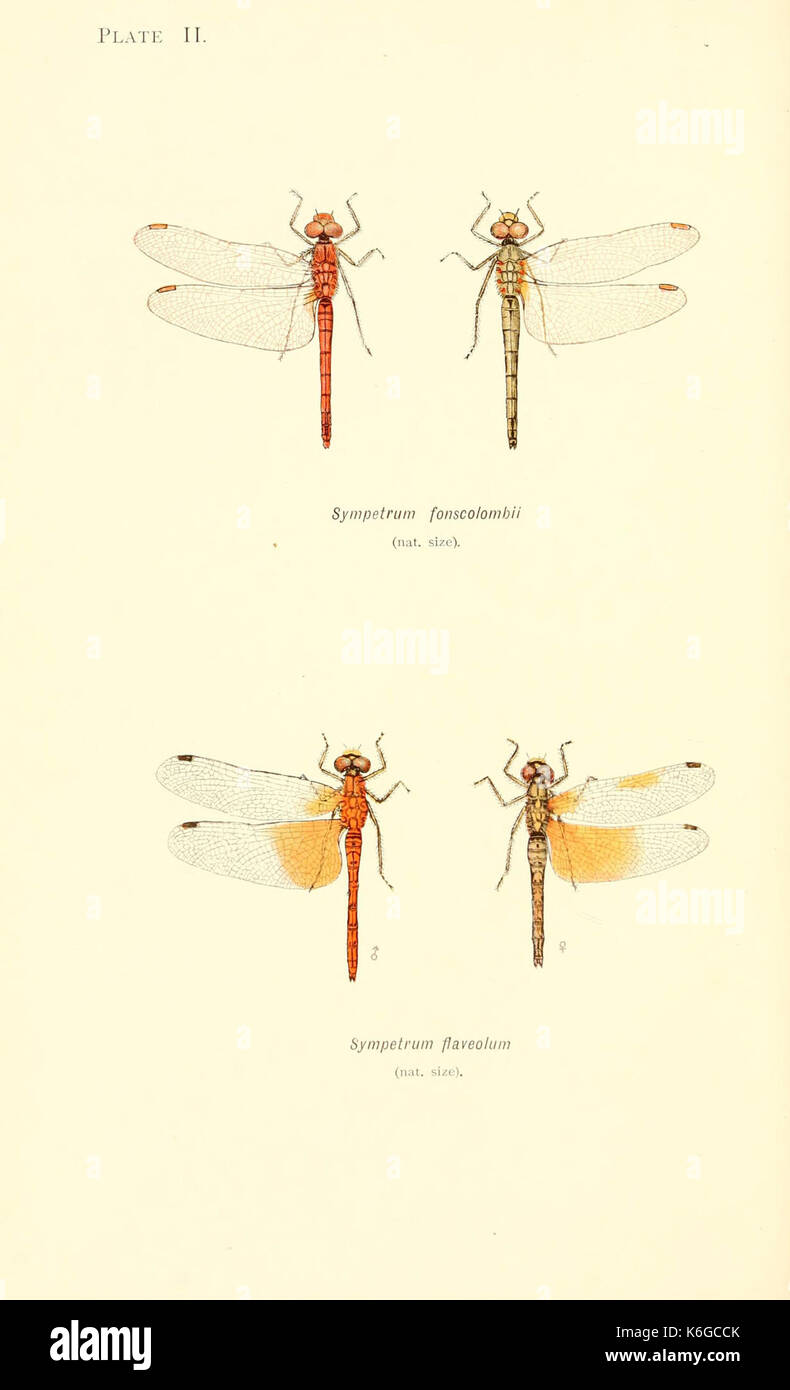 Vintage dragonflies hi-res stock photography and images - Alamy