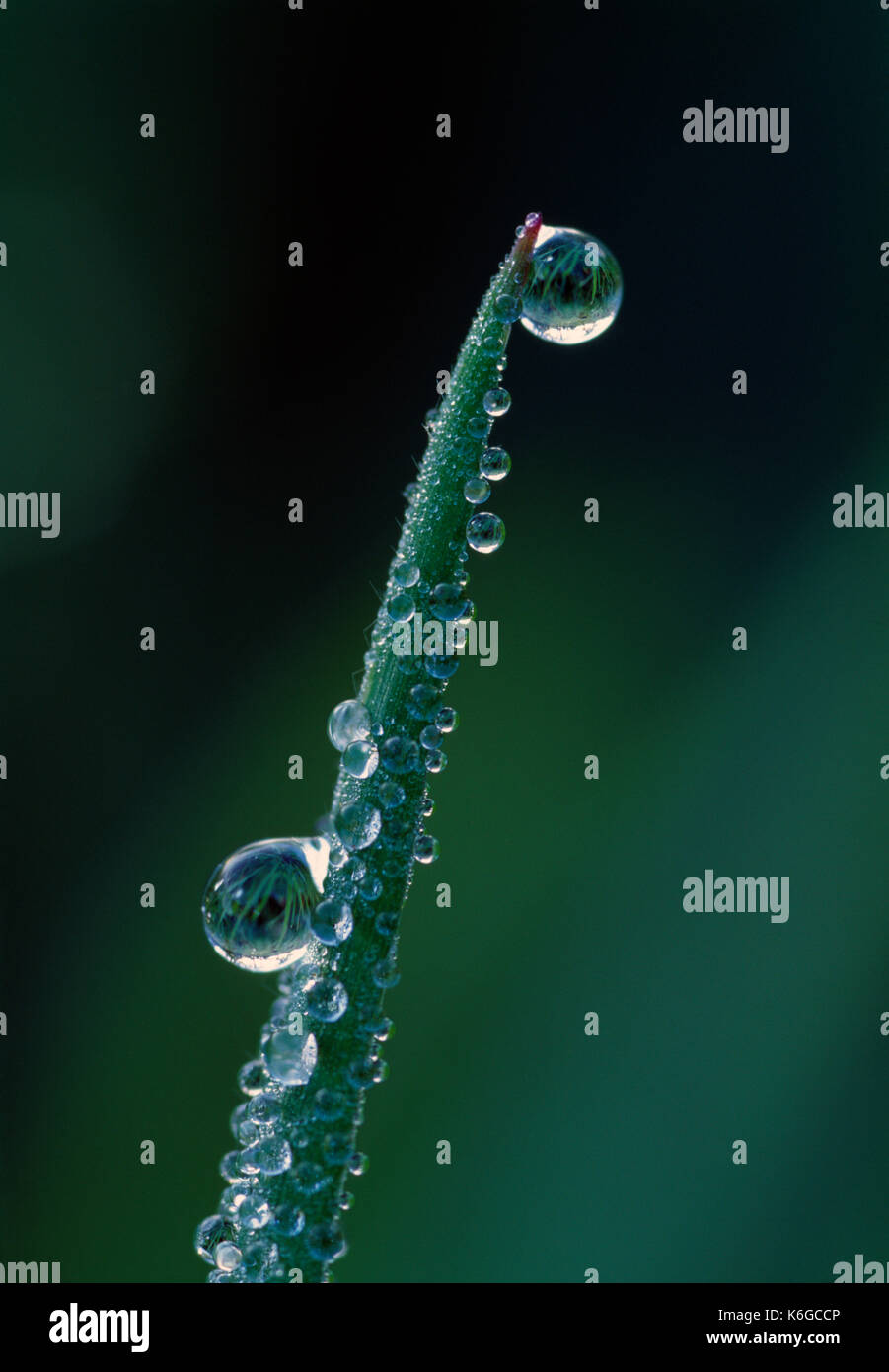 Close up of water drops on green plant shoot. Stock Photo