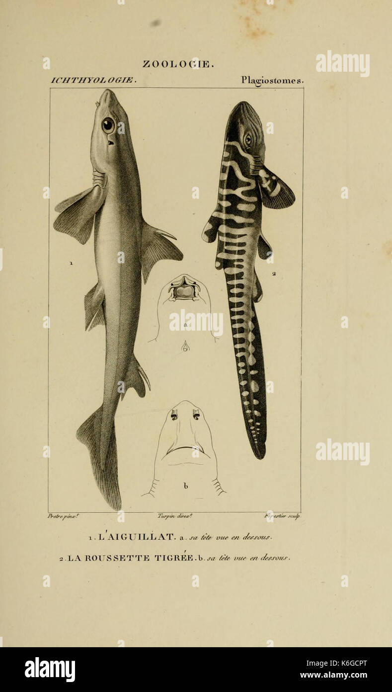 This illustration from the *Dictionnaire des sciences naturelles ...