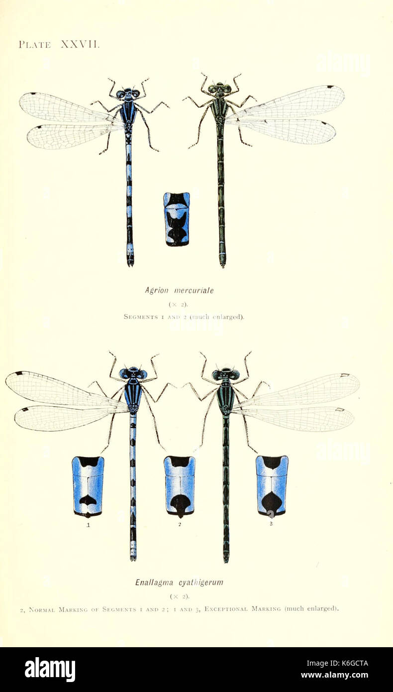 Dragonflies illustration hi-res stock photography and images - Alamy